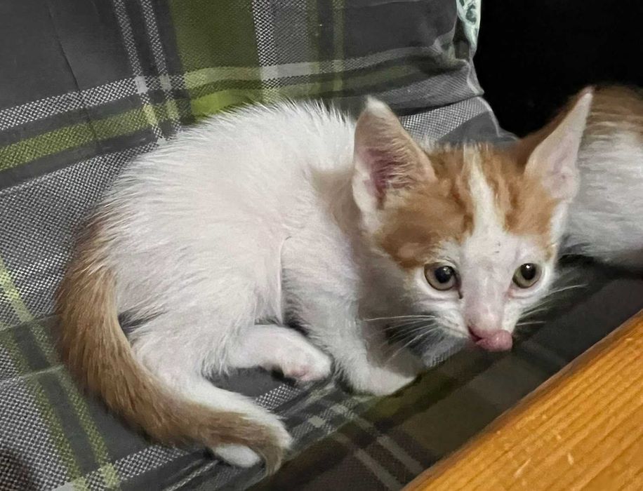 Котенца за осиновяване