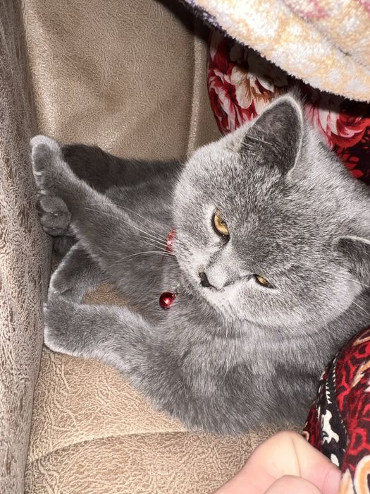 Skotsh britsh toza zotli