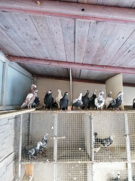 Vând voiajor stil vechi( duduros)