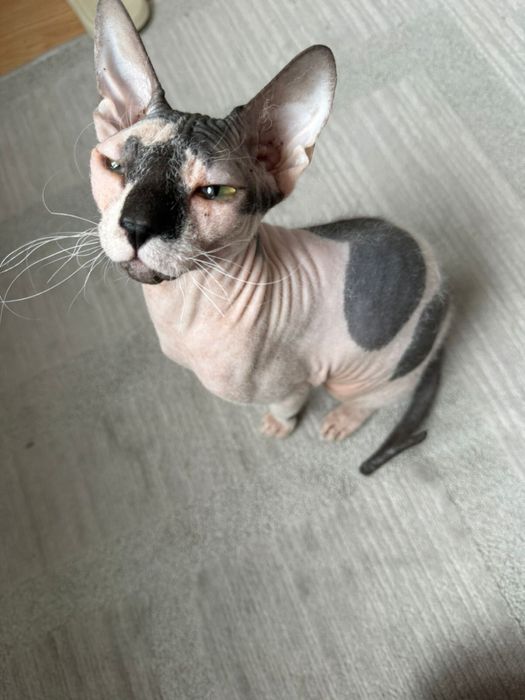 Кот сфинкс в хорошие руки