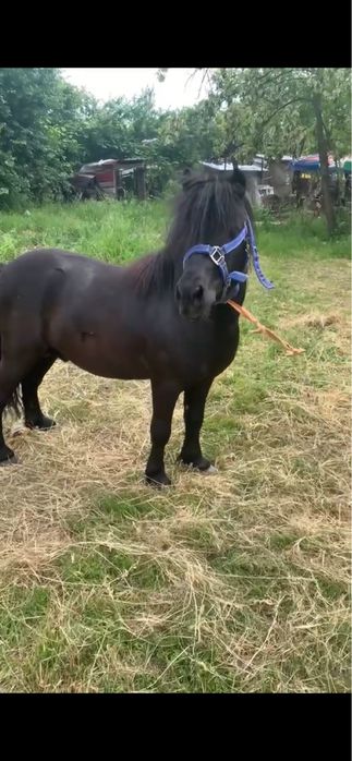 Ponei de vanzare