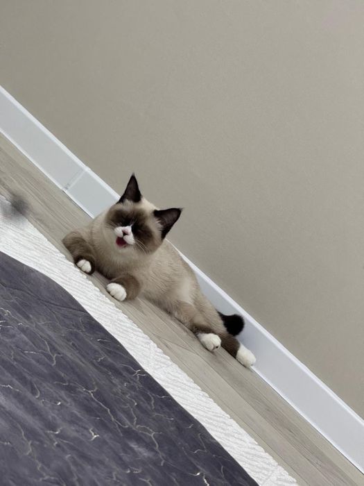 Продам кошку 8 месяцев