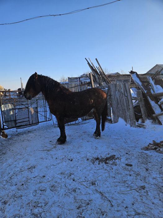 Жеребец продаётся