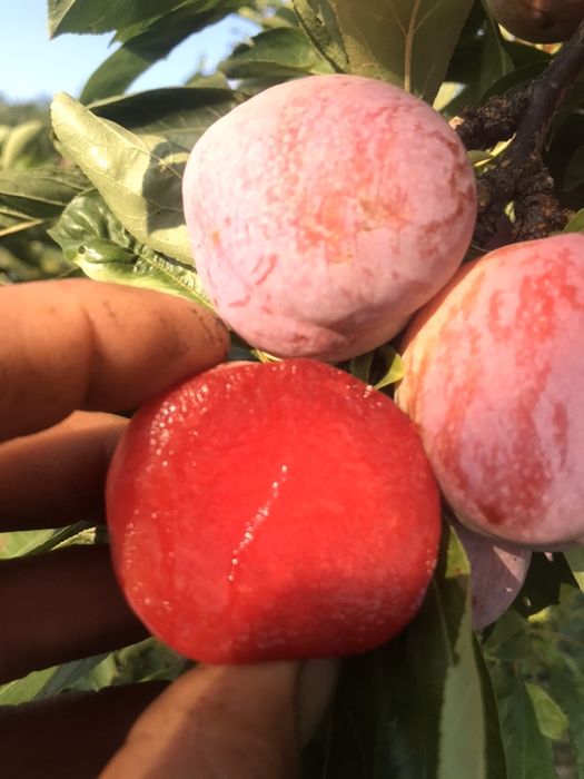 Prun cu miez rosu altoi