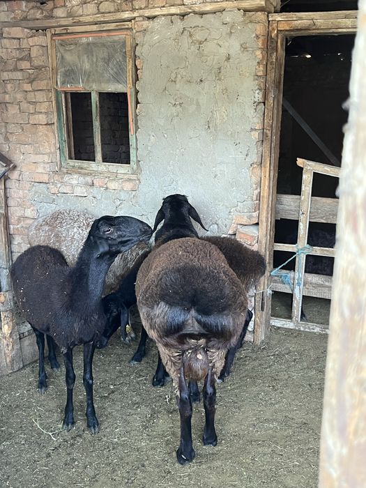 Семіз кошкар баран