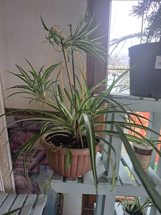 Комнатные растения