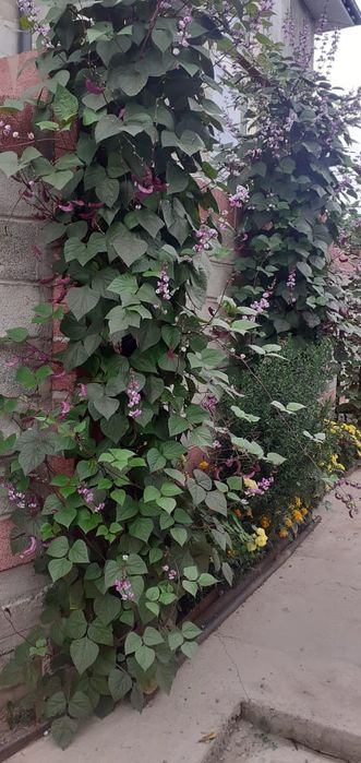 Семена цветов Долихос