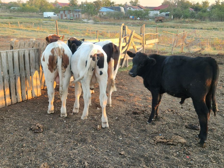 4 taurasi de vanzare
