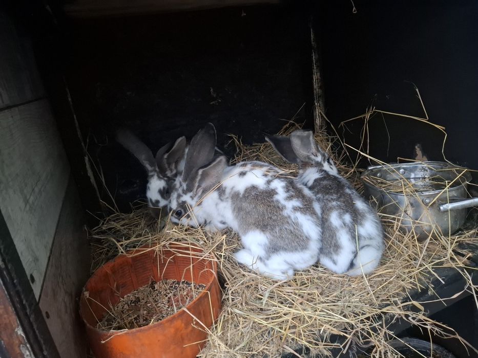 Iepuri Metis ( Uriaș , Berbec si Fluture)