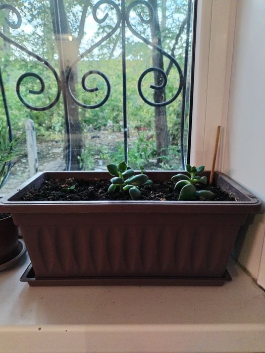 Продам горшки прямоугольные