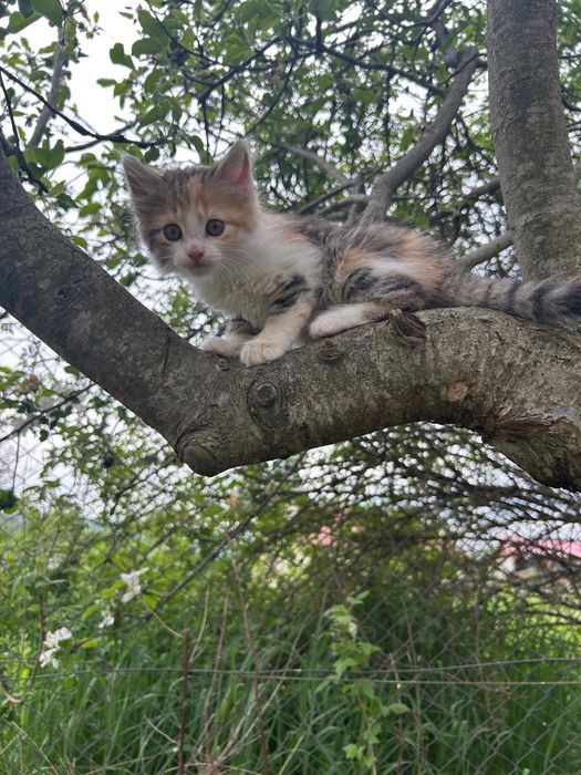 Pui de pisică de donat