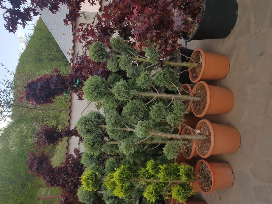 Specialitati plante de gradina