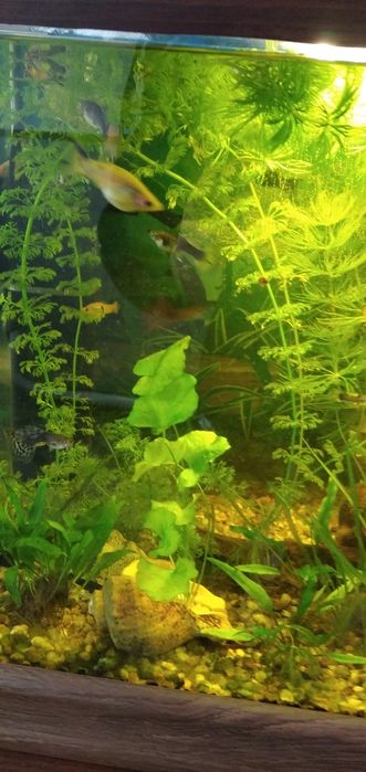 Аквариумни растения, скариди и рибки