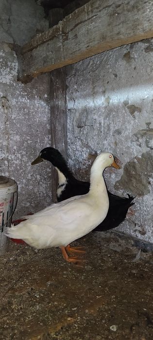 Schimb rățoi pe rațe