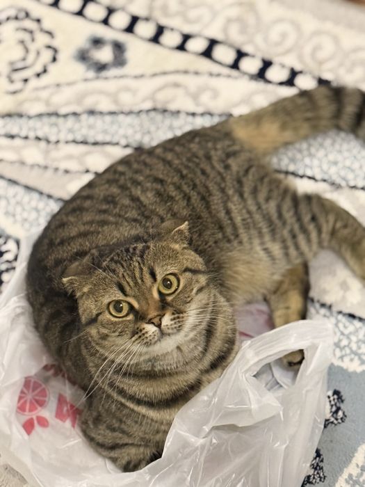 отдам в добрые руки кошку