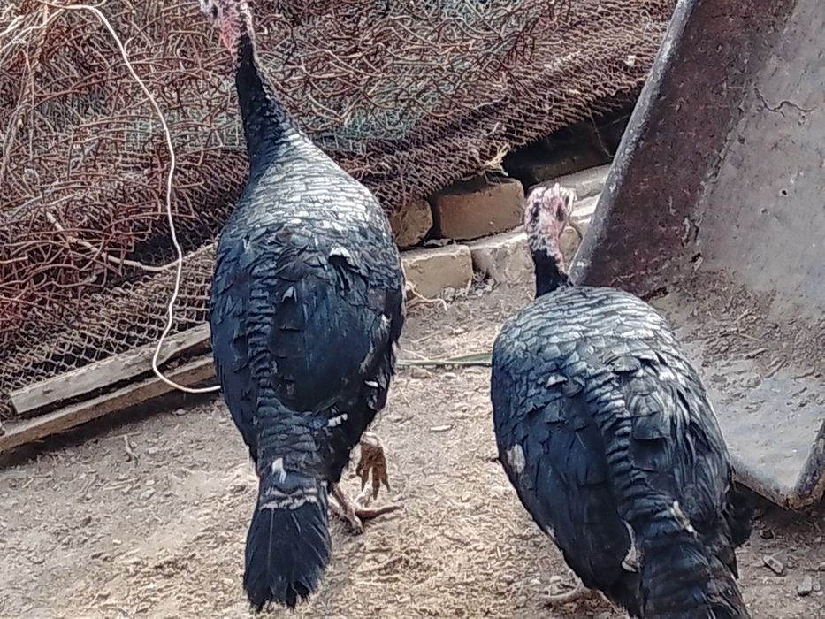 Hamasi tezda sotiladi