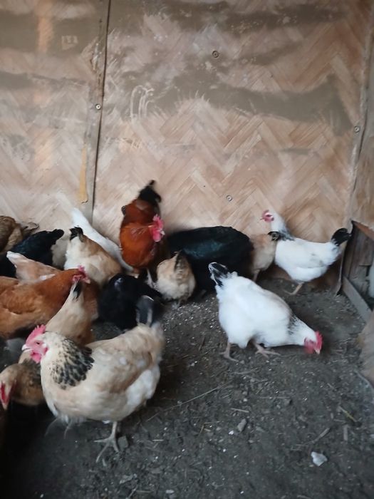 Породистые курыы