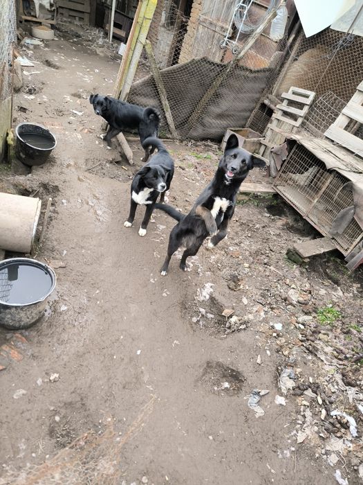 Добро куче търси стопанин