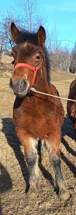 Vând mânz de 6 luni