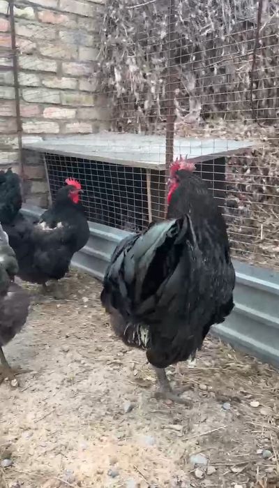 Джерсиский гигант