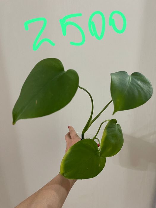 Комнатные цветы продам излишки