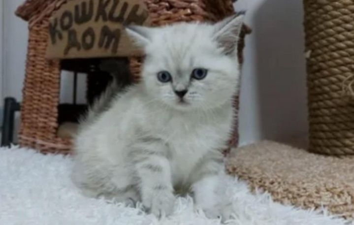 Шотланские котята