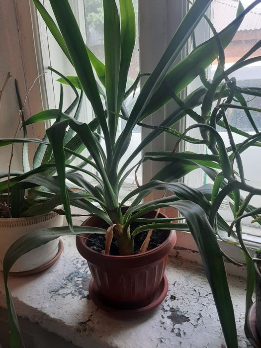 Продам цветы разные от 500 и выше