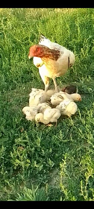 Dakan tovuq joʻjala sotiladi