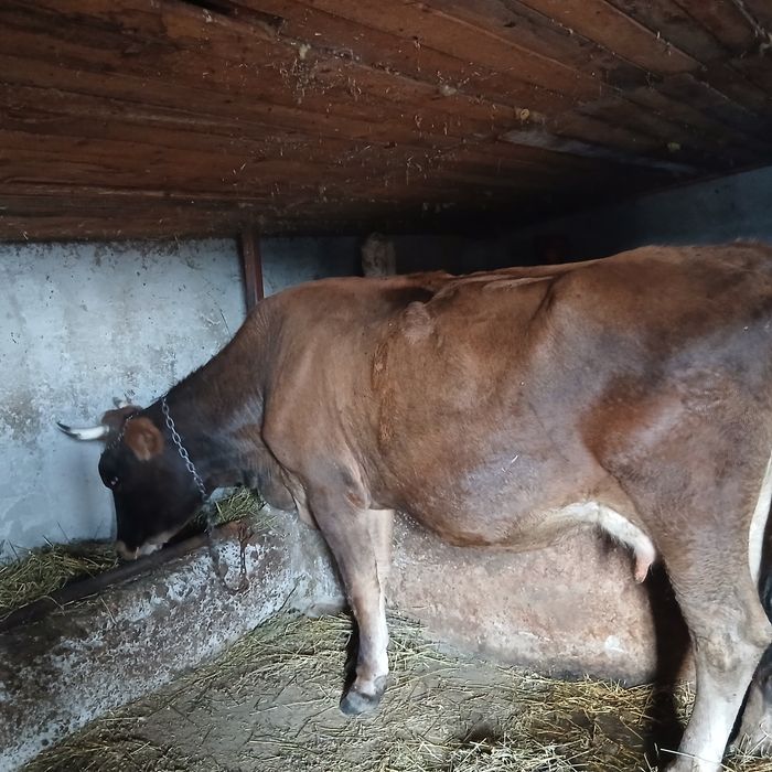 Vand vaca gestanta