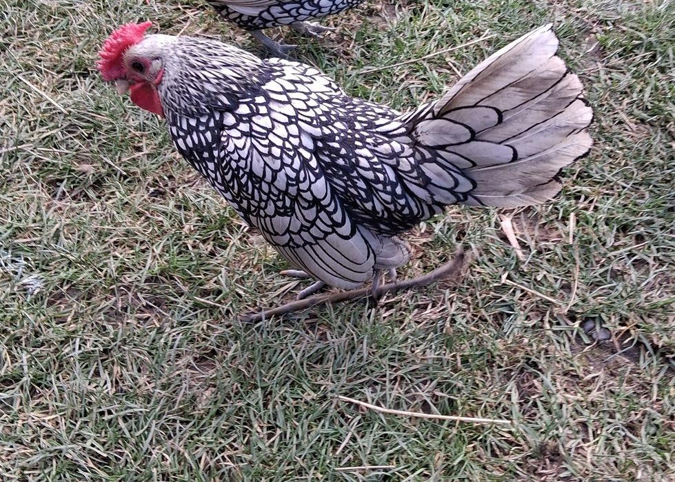 Cocoși Sebright caută casa nouă in Bacău.100 lei buc