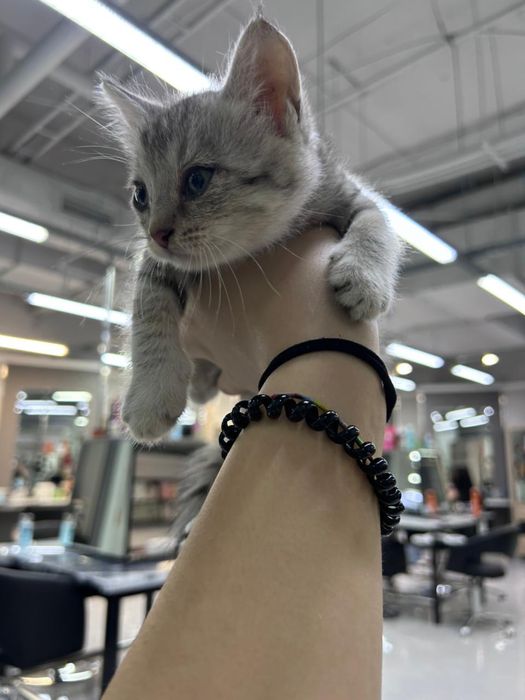 Отдаются котята бесплатно