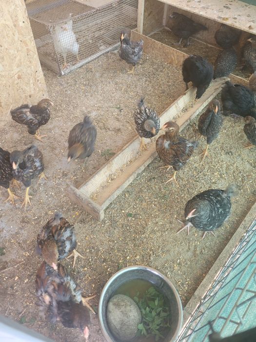 Vând pui diferite rase