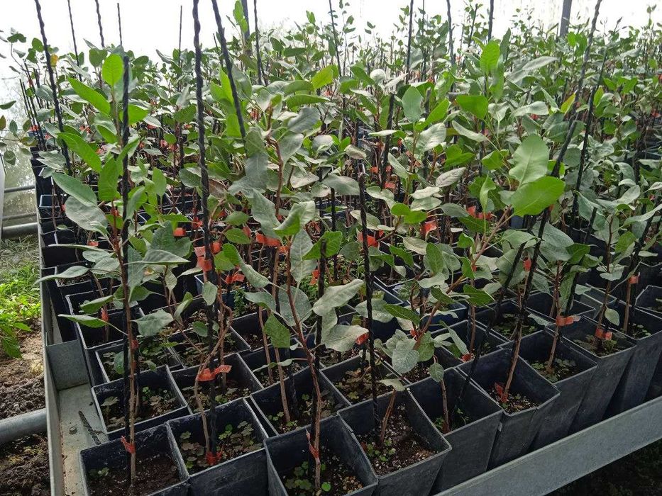 Писта кучатлари сотилади. Фисташковое дерево (саженцы)