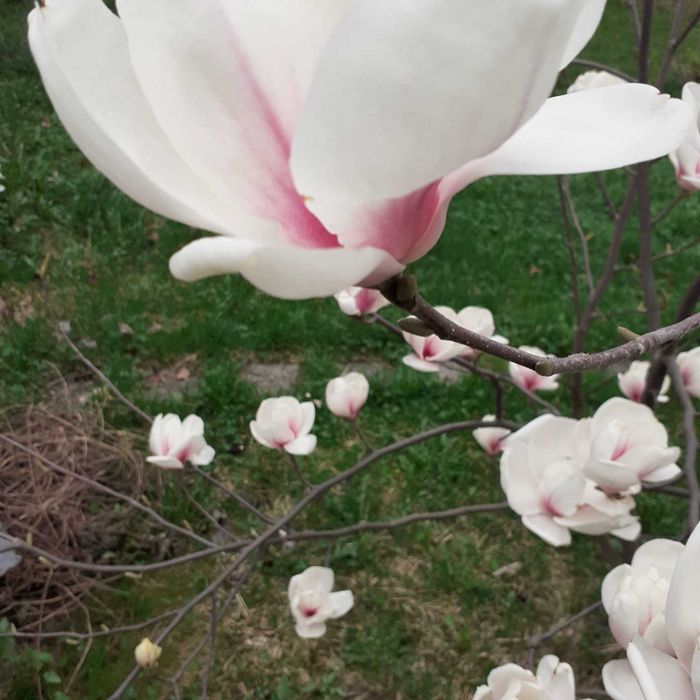 Magnolie alb cu mov