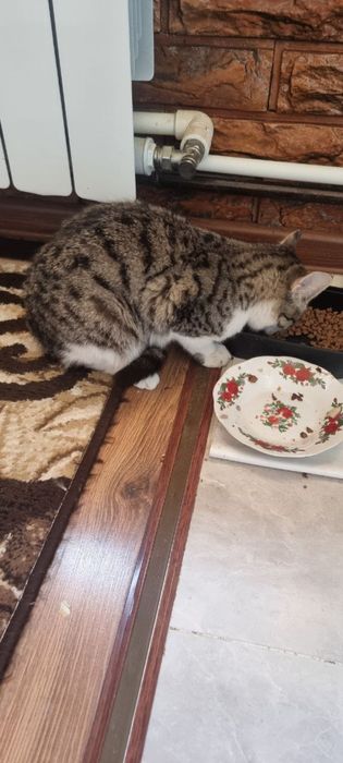 Og’il mushuk bolasi hadiya sifatida beriladi