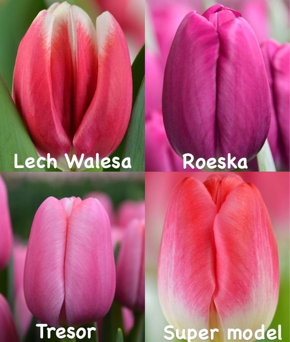 Тюльпаны оптом Алматы