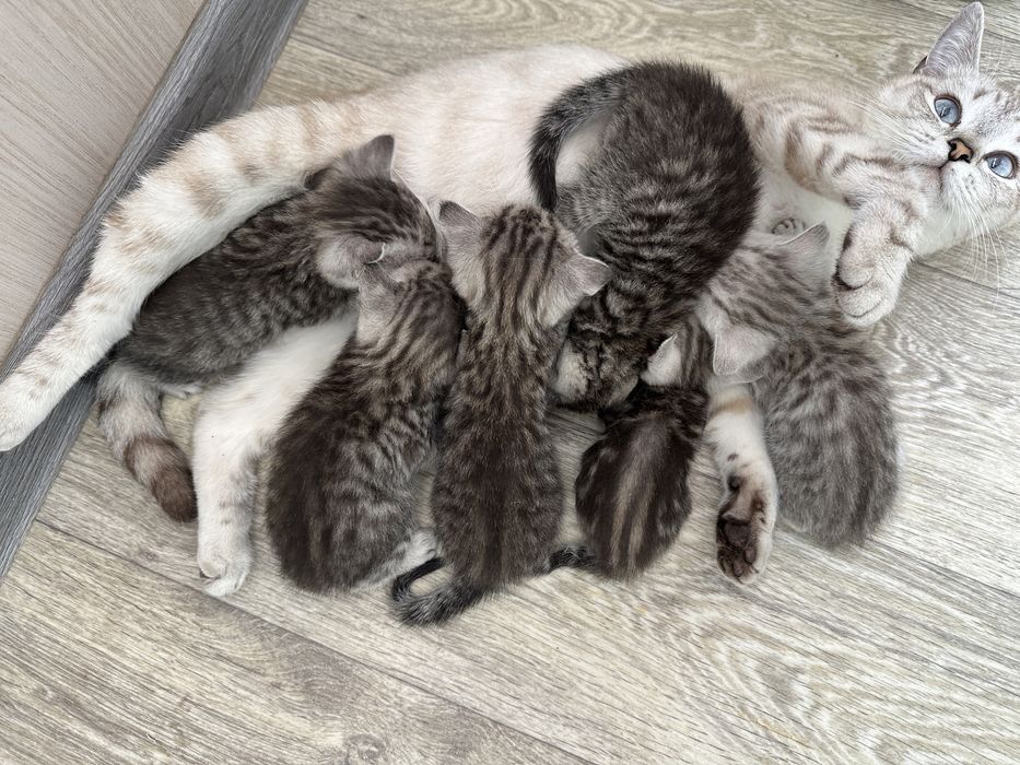 Продам шотландских котят