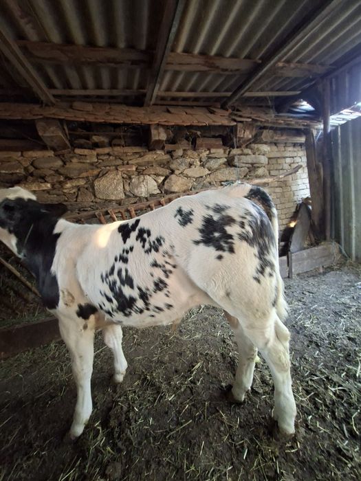 Vând  2    viței