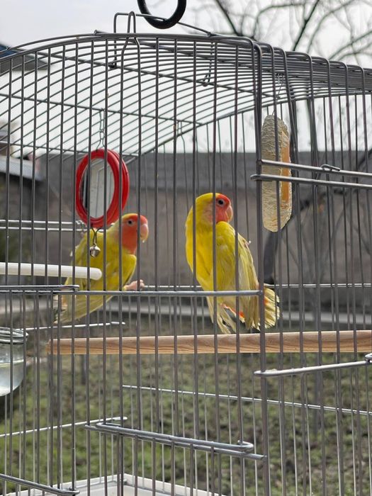 Попугаи неразлучники с клеткой, Ajralmas to‘tiqushlar (nevarazuchnik)