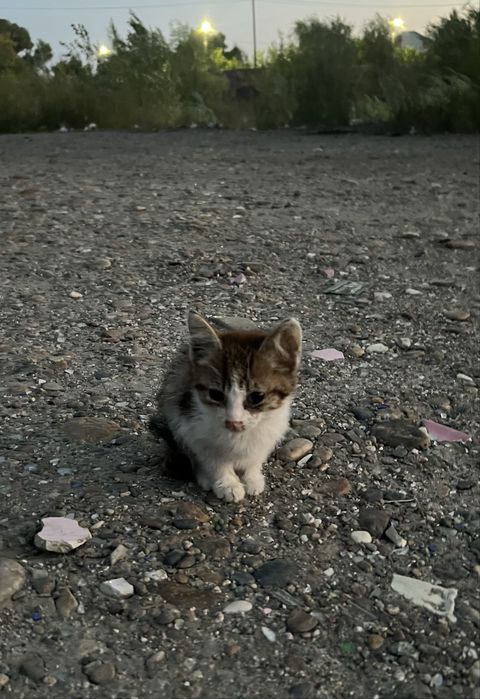 Срочно очень отдам котят