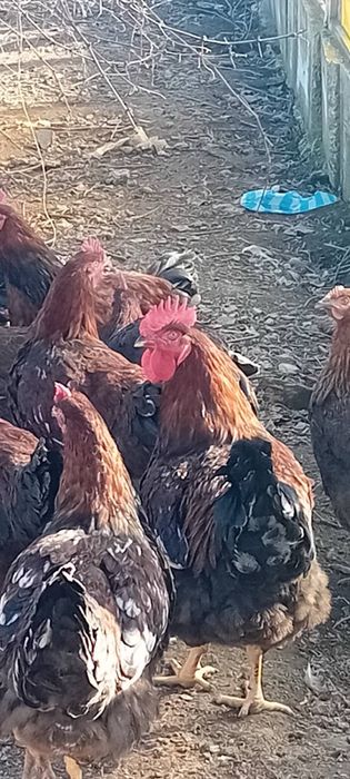 Кокошки Катунски петли