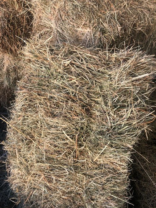 Шөп Сатылады ! Продаётся Сено !