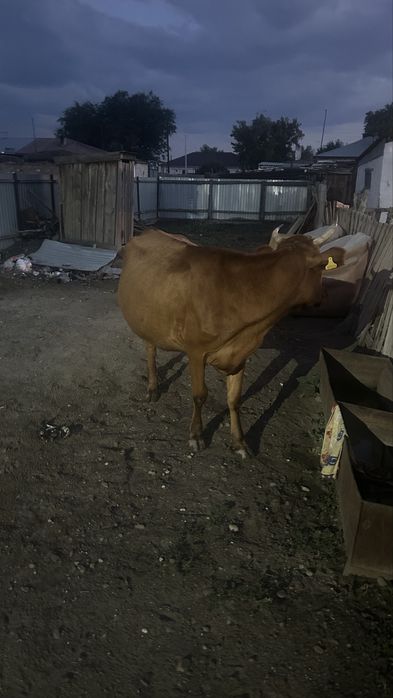 Сүтті сиыр бұзауымен сатылады