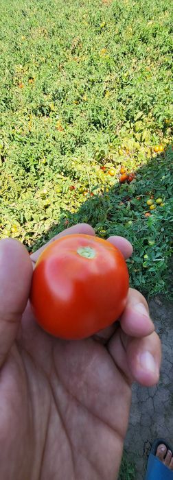 Rosii prunisoara HEINZ si gogosar BIHAR