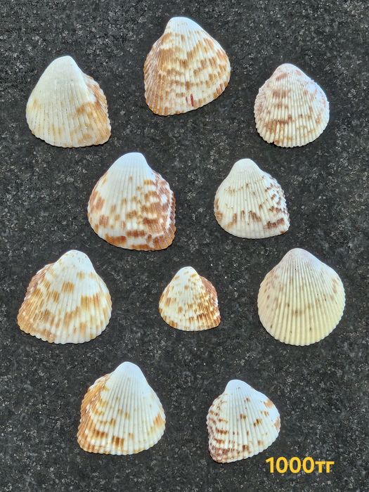 Кораллы , ракушки