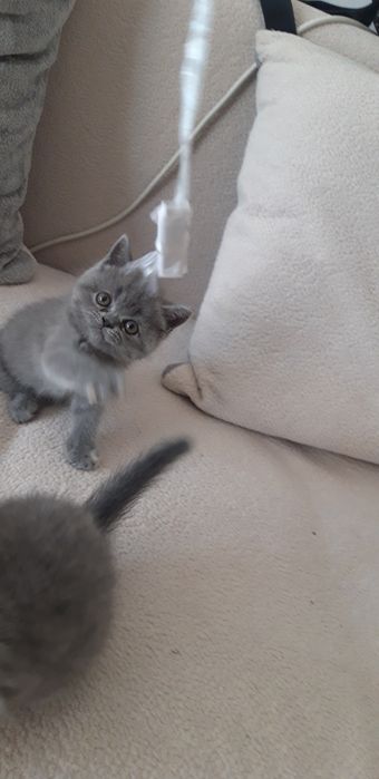 продам котят ...