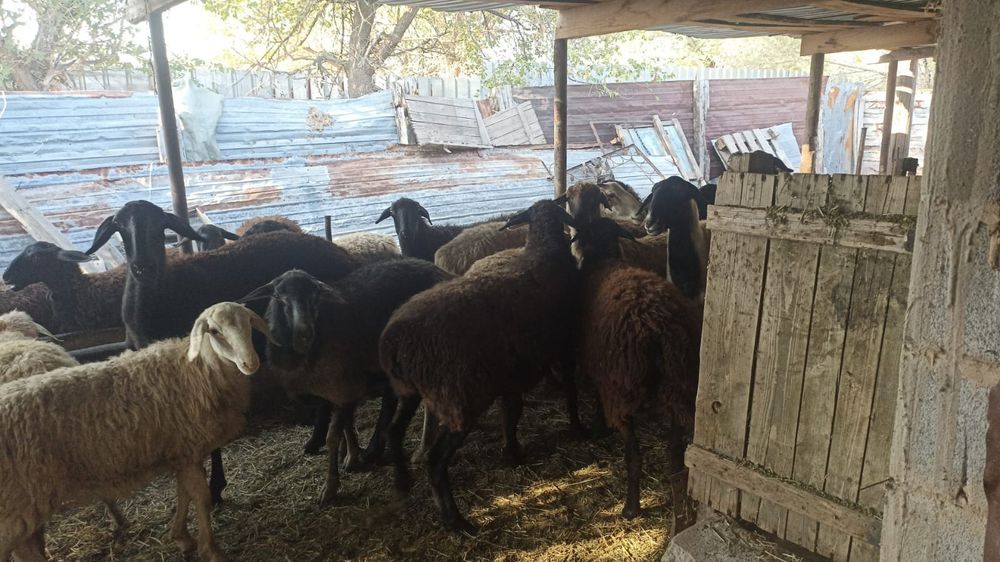 Қой сатылады семіз