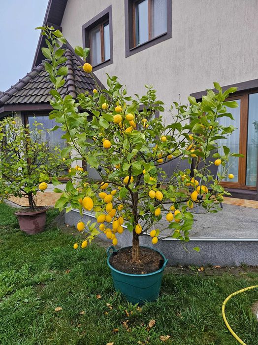 Lamai altoit 1.4 metri
