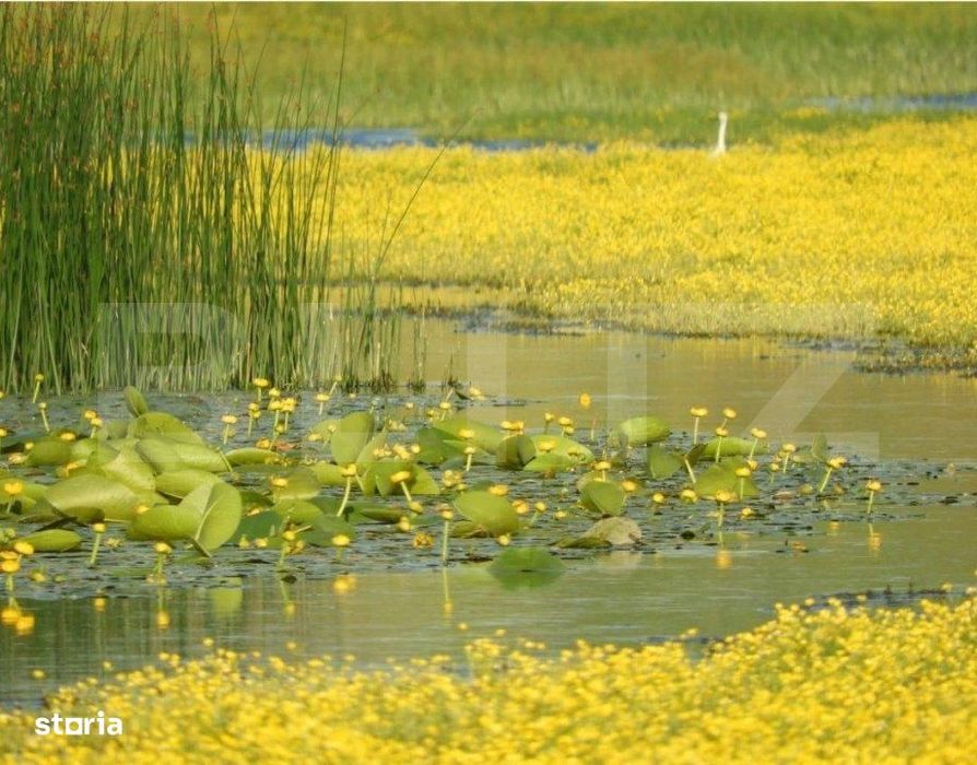 Teren, 120000mp, Insula Calinovat, Moldova Noua