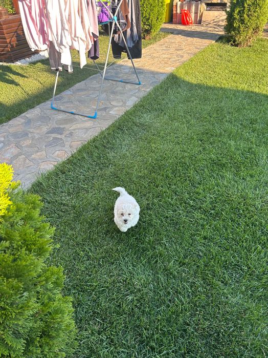 Bichon mini toy !